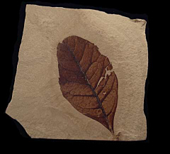 Persea corniacea leaf for sale | Buried Treasure Fossils