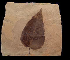 Celtis mccoshii leaf from the Green River Fm. for sale | Buried Treasure Fossils