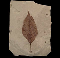 Persea corniacea leaf from the Green River Fm. | Buried Treasure Fossils