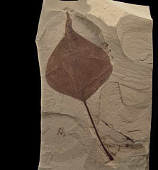 Populus wilmatte leaf from the Green River Fm. for sale | Buried Treasure Fossils