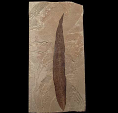 Oreopanax elongatum leaf from the Green River Fm. | Buried Treasure Fossils