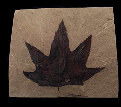 Macginitiea wyomingensis leaf the from Green River Fm. | Buried Treasure Fossils