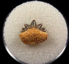 German Notorynchus primigenius symphyseal tooth | Buried Treasure Fossils