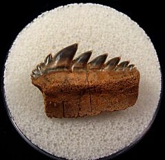 German Cow shark tooth | Buried Treasure Fossils