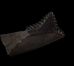 Edestus tooth | Buried Treasure Fossils