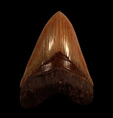 Large West Java Megalodon tooth for sale | Buried Treasure Fossils