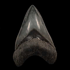 Rare West Java Megalodon tooth for sale | Buried Treasure Fossils 