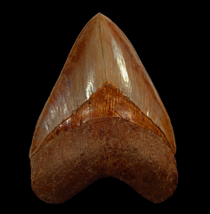 Real Indonesian Megalodon tooth for sale | Buried Treasure Fossils