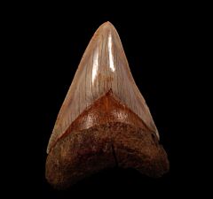 West Java Carcharocles megalodon tooth for sale | Buried Treasure Fossils