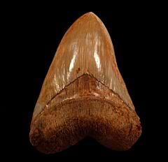 Extra Large West Java Megalodon tooth for sale | Buried Treasure Fossils