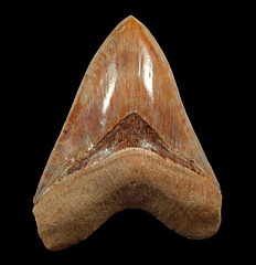 Indonesian Otodus megalodon tooth for sale | Buried Treasure Fossils  