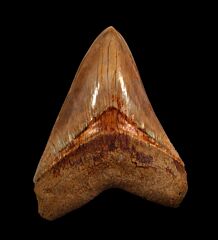 Indonesia  Otodus megalodon tooth for sale | Buried Treasure Fossils  
