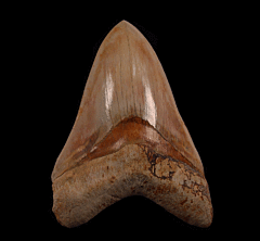 Extra Large Indonesian Megalodon tooth | Buried Treasure Fossils