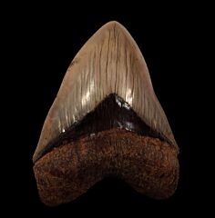 Serrated Indonesia Megalodon tooth for sale | Buried Treasure Fossils