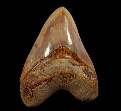 Nice Indonesia Megalodon tooth for sale | Buried Treasure Fossils