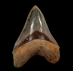 Colorful Indonesian Megalodon tooth for sale | Buried Treasure Fossils