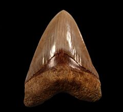 Cheap Indonesia  Megalodon tooth for sale | Buried Treasure Fossils