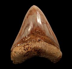 Colorful West Java  Otodus  megalodon tooth for sale | Buried Treasure Fossils  