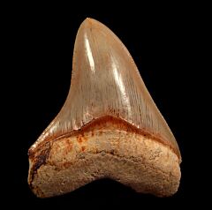 Real Indonesian  Otodus megalodon tooth for sale | Buried Treasure Fossils