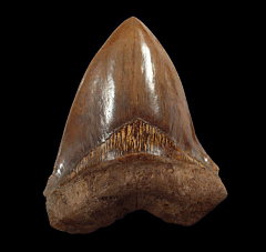Quality Indonesian Megalodon tooth for sale | Buried Treasure Fossils