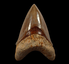Quality West Java Megalodon tooth for sale | Buried Treasure Fossils