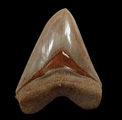 Cheap Indonesian Carcharocles megalodon tooth for sale | Buried Treasure Fossils