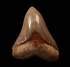 New  West Java  Otodus  megalodon tooth for sale | Buried Treasure Fossils