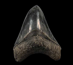 Quality West Java Megalodon tooth | Buried Treasure Fossils