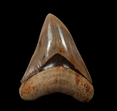 Indonesian Megalodon tooth | Buried Treasure Fossils  