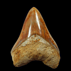 Colorful Indonesian Megalodon tooth | Buried Treasure Fossils  