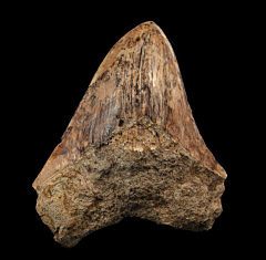 Commercial Indonesian  Megalodon tooth for sale | Buried Treasure Fossils