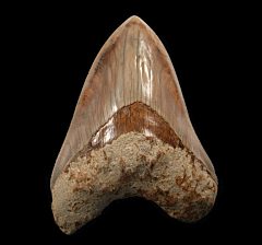 Partial Indonesian Megalodon tooth for sale | Buried Treasure Fossils