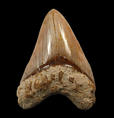 Colorful West Java Otodus megalodon tooth for sale | Buried Treasure Fossils  