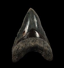 Indonesian  Otodus  megalodon for sale | Buried Treasure Fossils  
