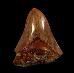 Real Indonesian  Otodus megalodon tooth for sale | Buried Treasure Fossils
