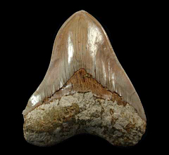 Quality West Java Megalodon tooth for sale | Buried Treasure Fossils