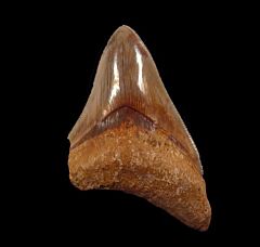 West Java Meg tooth 58 for sale | Buried Treasure Fossils  