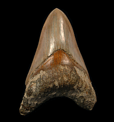 West Java Otodus megalodon | Buried Treasure Fossils