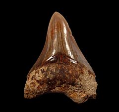 West Java Meg tooth 63 for sale | Buried Treasure Fossils  
