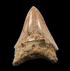 West Java Otodus megalodon | Buried Treasure Fossils