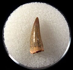 Jordanian Platecarpus ptychodon (Mosasaur) tooth for sale | Buried Treasure Fossils
