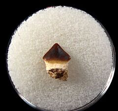 Schizorhiza stromeri rostal tooth from Jordan | Buried Treasure Fossils