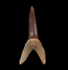 Rare Striatolamia rossica tooth for sale | Buried Treasure Fossils