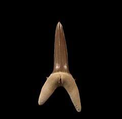 Buried Treasure Fossils offers a top quality Striatolamia tooth for sale from Kazakhstan.