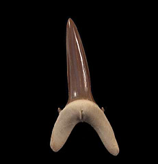 Rare Kazakhstan Striatolamia tooth | Buried Treasure Fossils