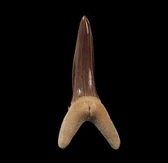 Rare Striatolamia rossica tooth for sale | Buried Treasure Fossils