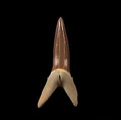 A perfect Striatolamia rossica tooth for sale.