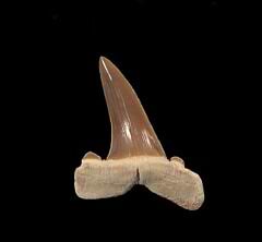 Extra large Striatolamia teeth| Buried Treasure Fossils