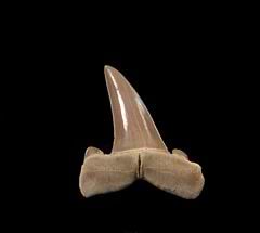 Striatolamia tooth| Buried Treasure Fossils