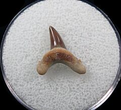 Alopias hermani shark tooth - Kazakhstan | Buried Treasure Fossils